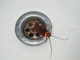 ড্রেন এরিয়া তেলাপোকা চিকিৎসা