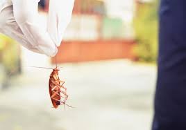 ফলো-আপ ভিজিট (প্রয়োজনে)