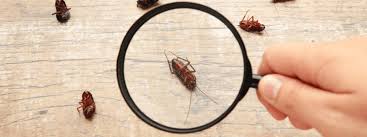 রেস্তোরাঁ/দোকানে তেলাপোকা নিয়ন্ত্রণ